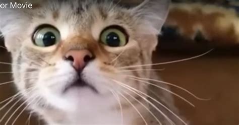cat watching horror movie fake
